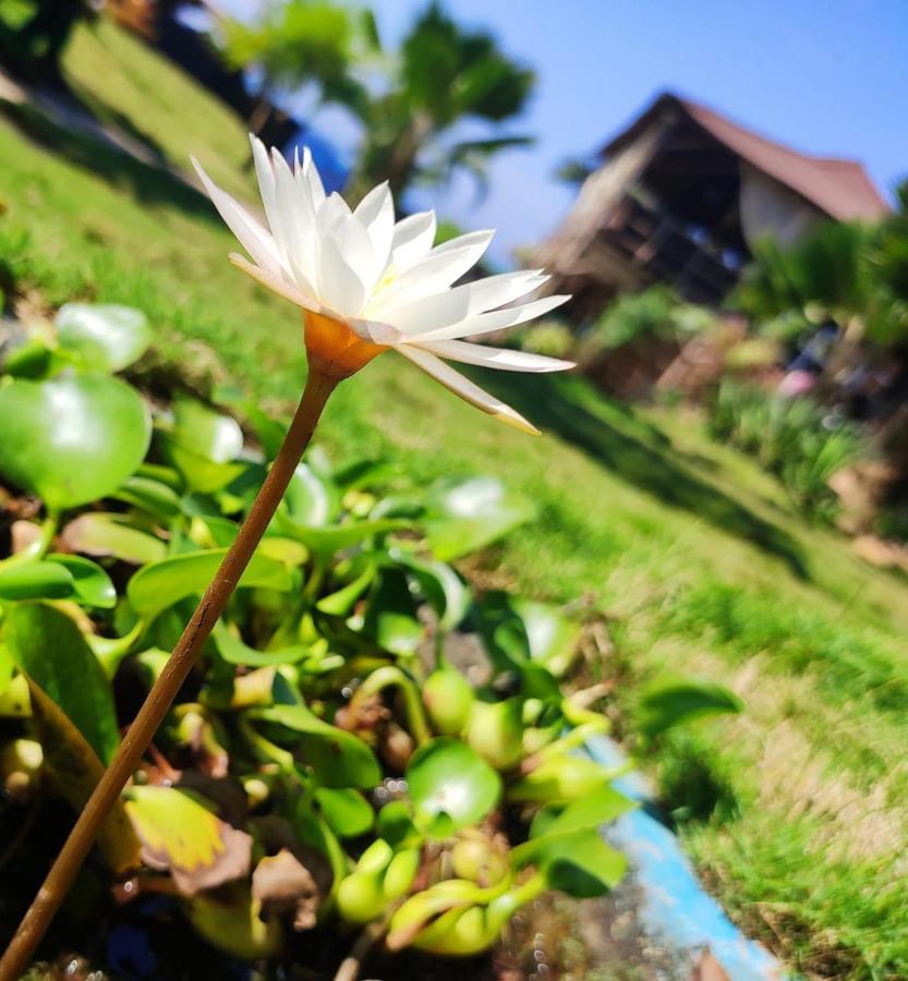 Lotus Sutra Arambol Exterior foto